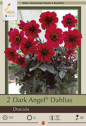 Netherland Bulbs Dark Angel Dahlias - Dracula
