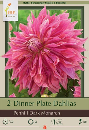 Netherland Bulbs Dinner Plate Dahlias - Penhill Dark Monarch