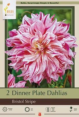 Netherland Bulbs Dinner Plate Dahlias - Bristol Stripe
