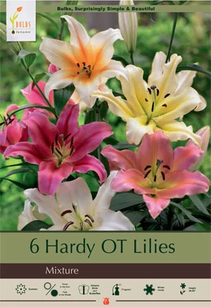 Netherland Bulbs Hardy Oriental Trumpet Lilies - Mixture