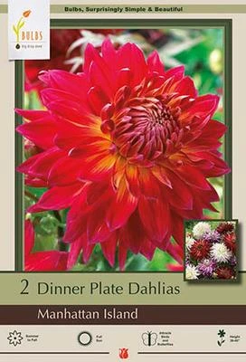Netherland Bulbs Dinner Plate Dahlias - Manhattan Island