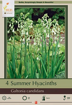 Netherland Bulbs Summer Hyacinths - Galtonia candicans