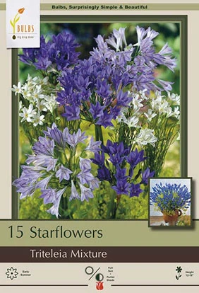 Netherland Bulbs Starflowers - Triteleia Mixture