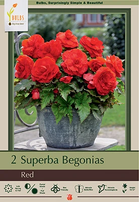 Netherland Bulbs Superba Begonias - Red