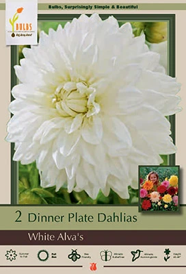 Netherland Bulbs Dinner Plate Dahlias - White Alva's