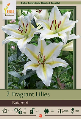 Netherland Bulbs Frangrant Lilies - Baferrari