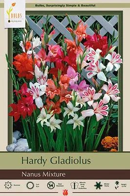 Netherland Bulbs Hardy Gladiolus - Nanus Mixture
