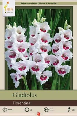 Netherland Bulbs Gladiolus - Fiorentina