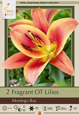 Netherland Bulbs Fragrant Oriental Trumpet Lilies - Montego Bay
