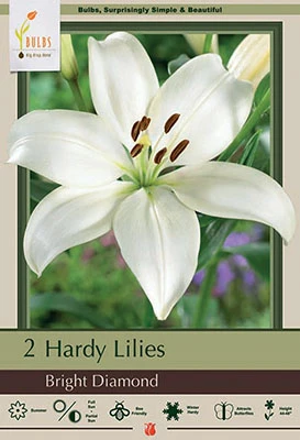 Netherland Bulbs Hardy Lilies - Bright Diamond