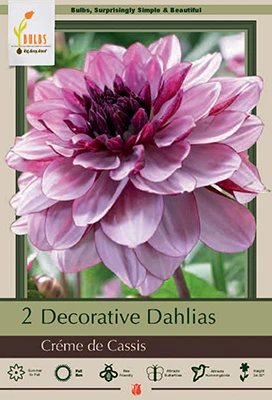 Netherland Bulbs 2 Decorative Dahlias - Créme de Cassis