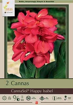 Netherland Bulbs Cannas - Cannasol Happy Isabel
