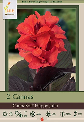 Netherland Bulbs Cannas - Cannasol Happy Julia