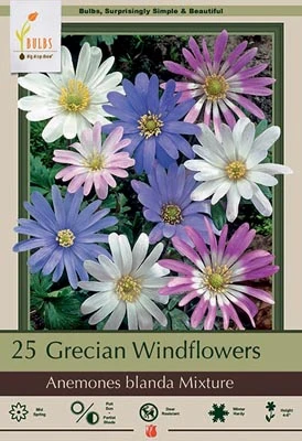 Netherland Bulbs Anemones - Grecian Windflowers Blanda Mixture