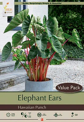 Netherland Bulbs Elephant Ears - Hawaiian Punch