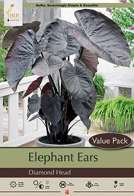 Netherland Bulbs Elephant Ears - Diamond Head