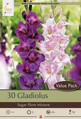 Netherland Bulbs Gladiolus - Sugar Plum Mixture