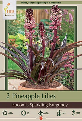 Netherland Bulbs Pineapple Lilies - Sparkling Burgundy