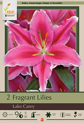 Netherland Bulbs Fragrant Lilies - Lake Carey