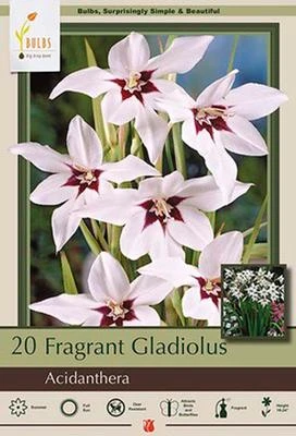 Netherland Bulbs Fragrant Gladiolus - Acidanthera