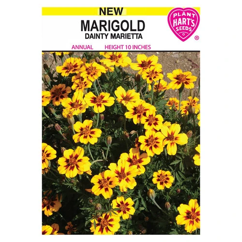 MARIGOLD DAINTY MARIETTA