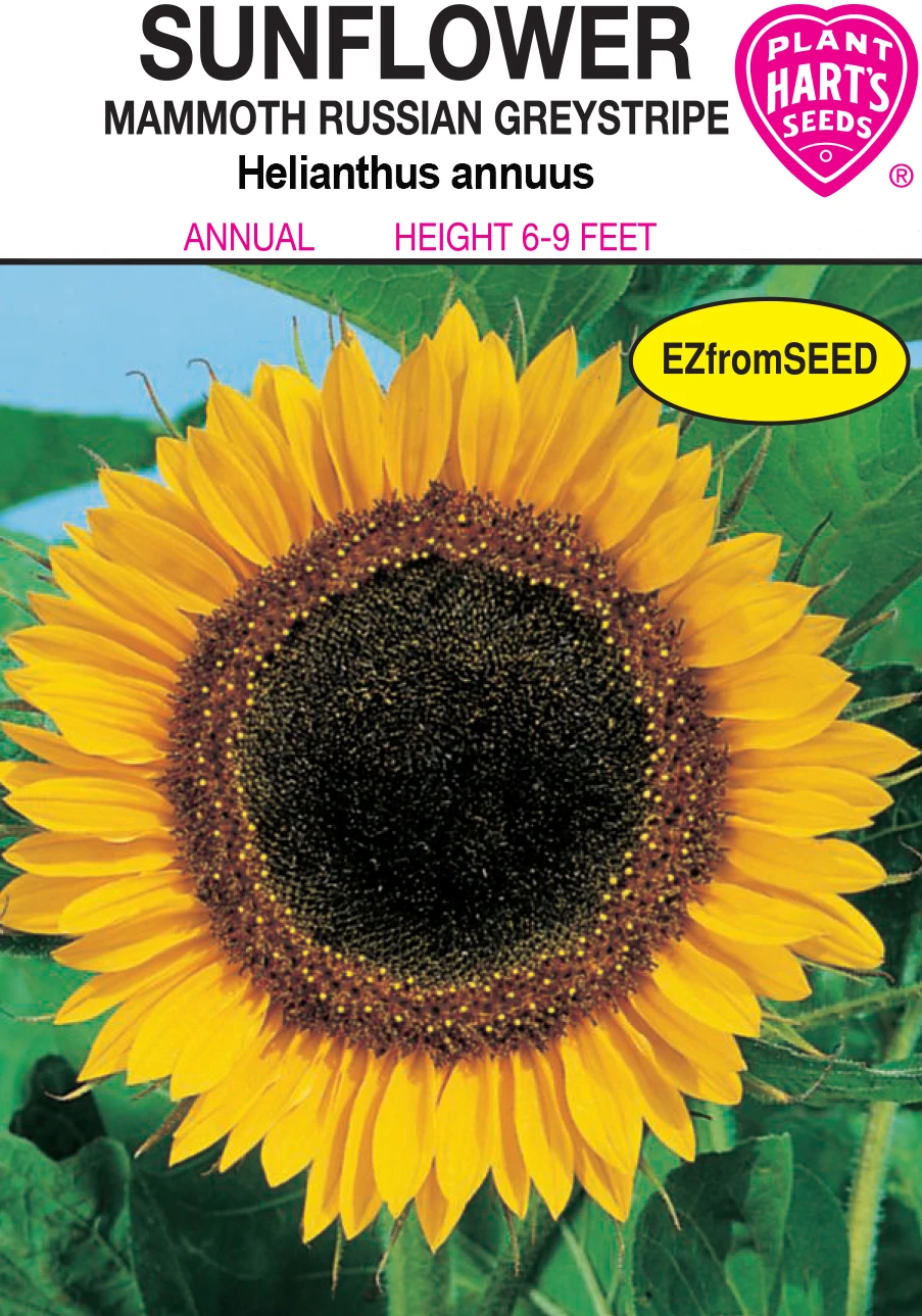 SUNFLOWER MAMMOTH