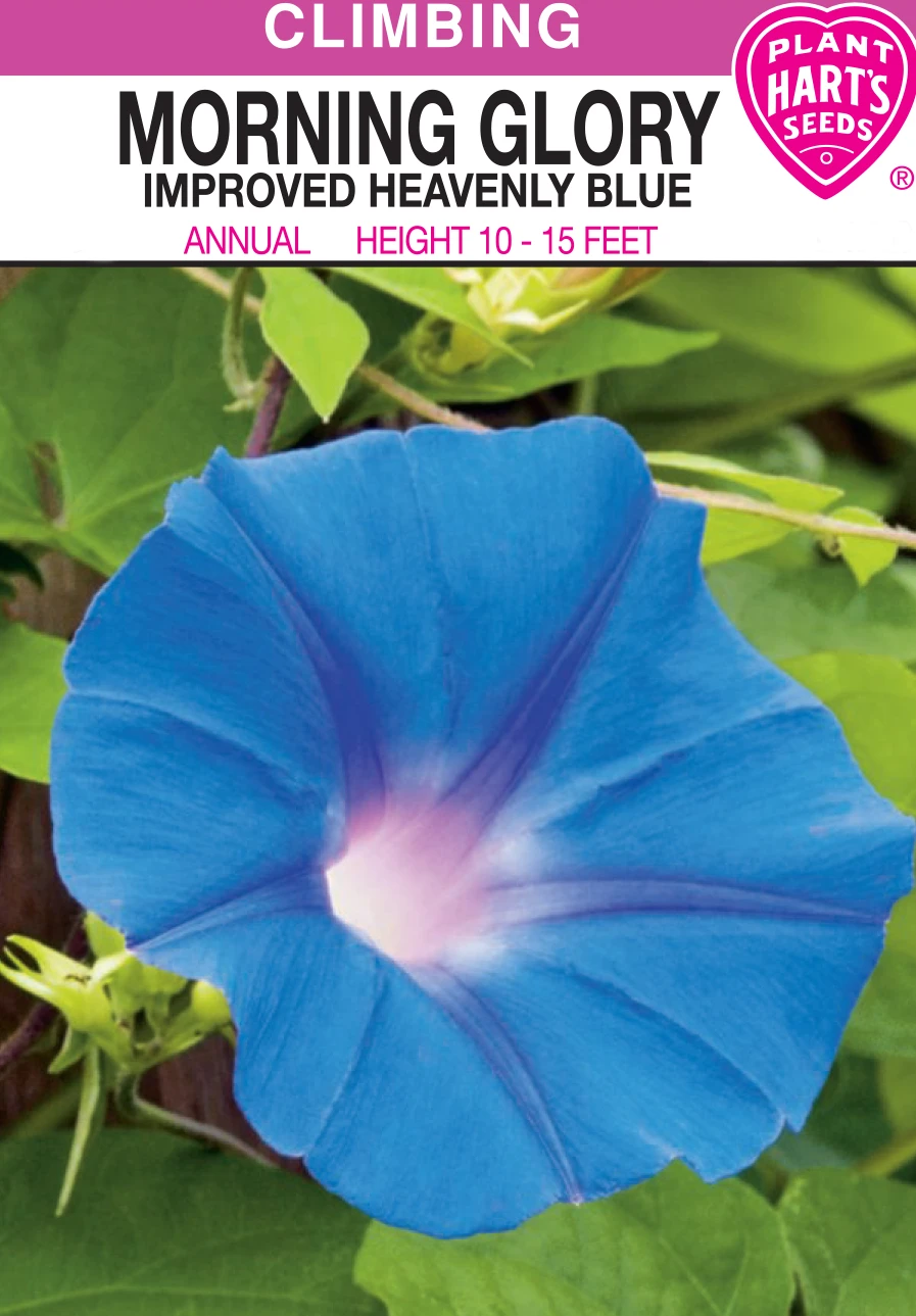 MORNING GLORY HEAVENLY BLUE
