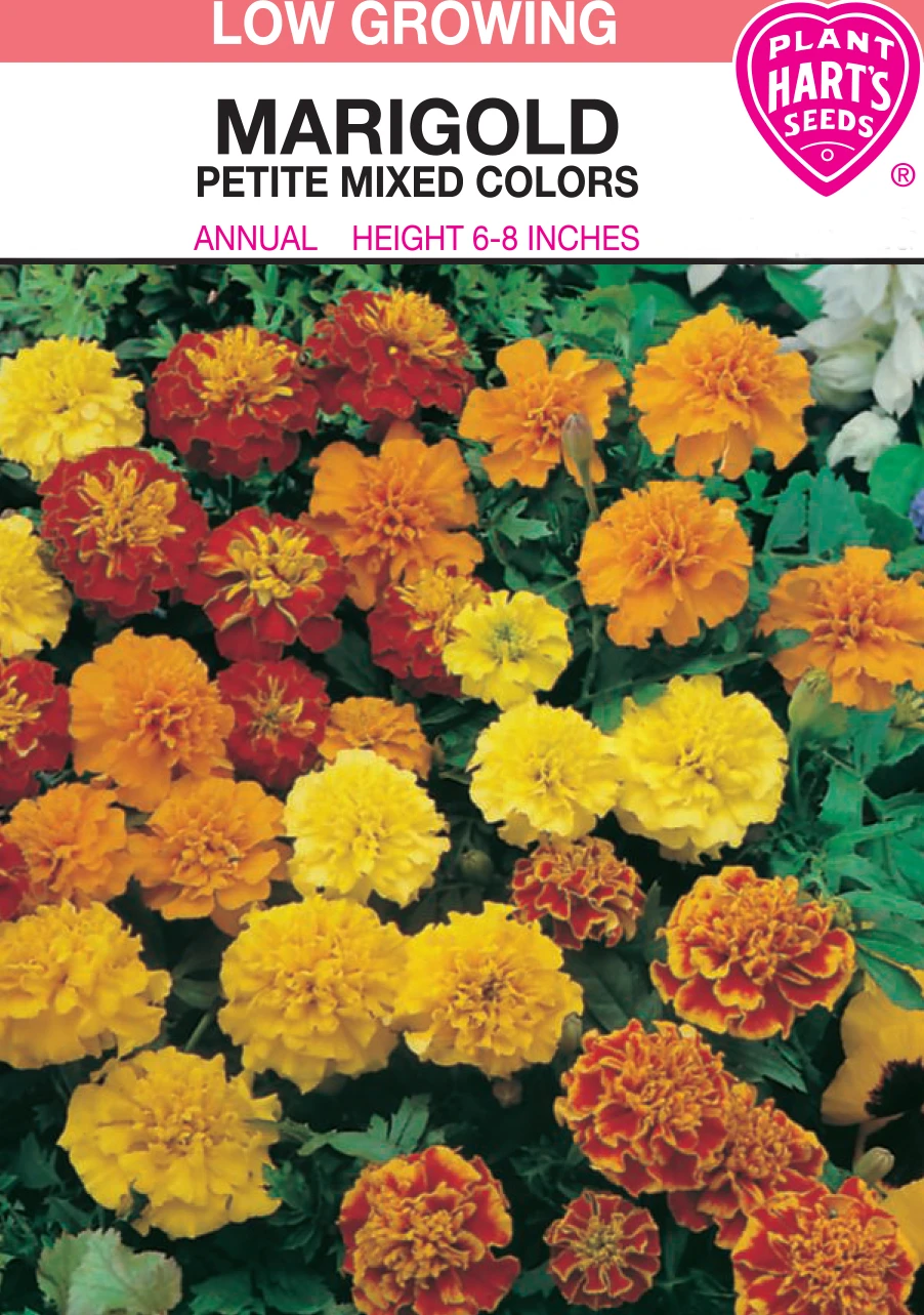 MARIGOLD PEITE MIXED