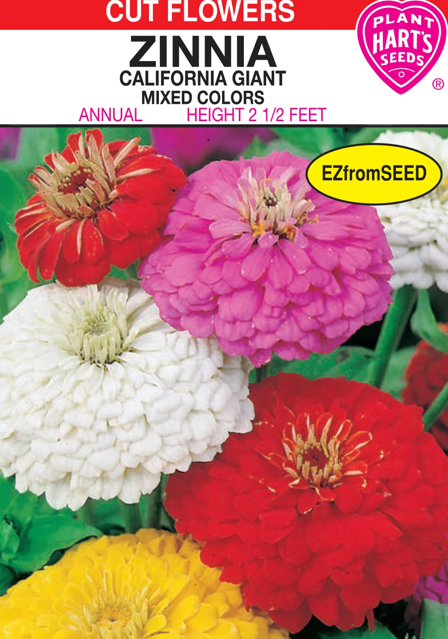 ZINNIA CALIFORNIA GIANT MIX