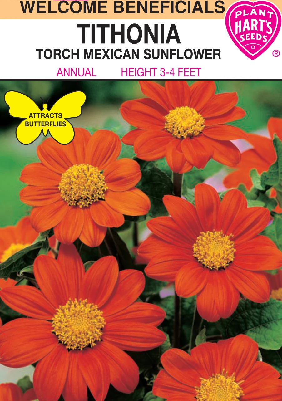 TITHONIA TORCH MEXICAN SUNFLOWER