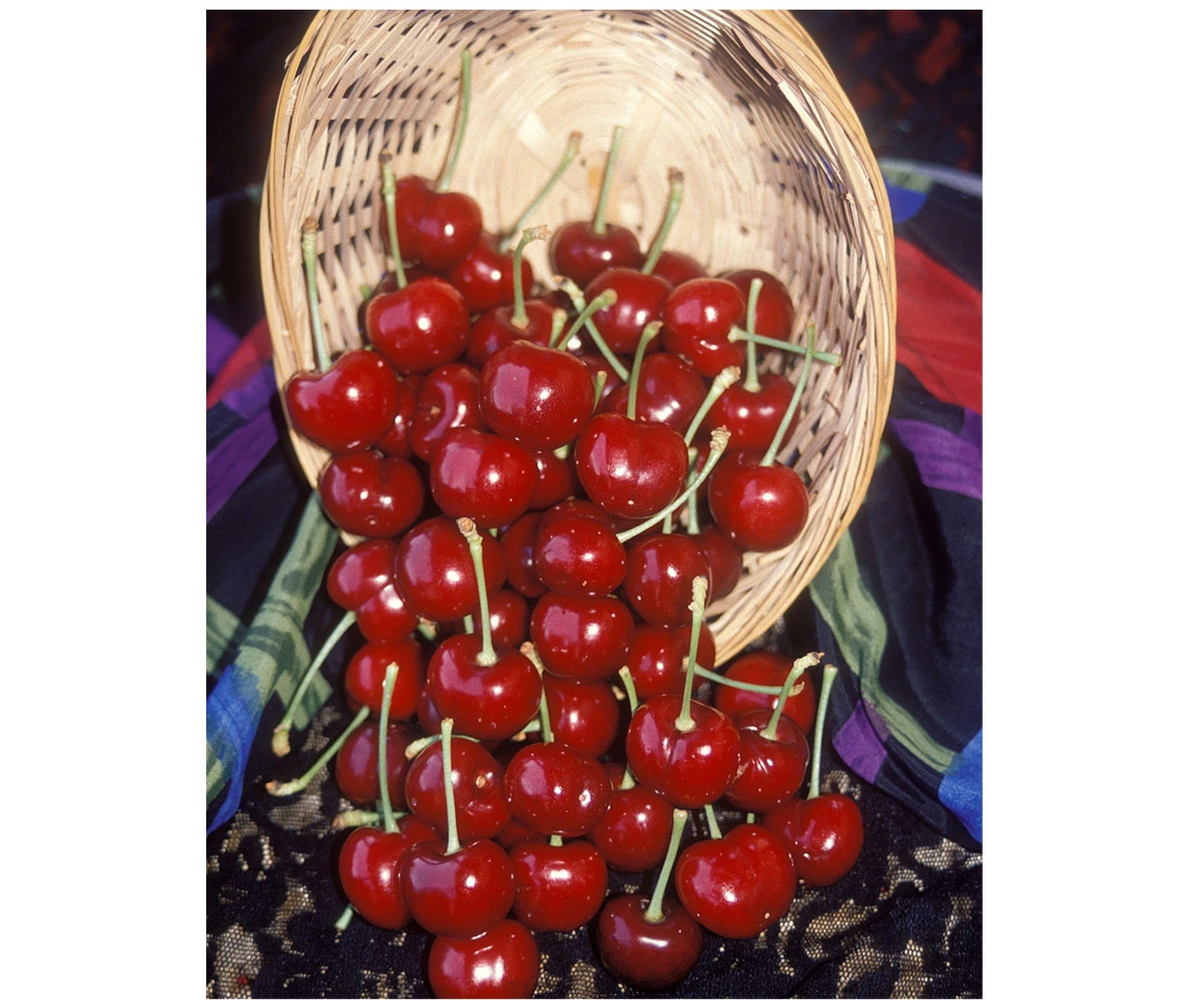 Van Cherry | Bare Root