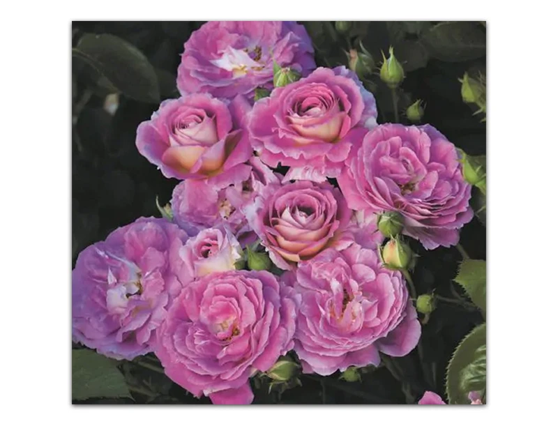 Arctic Blue™ | Week's Roses