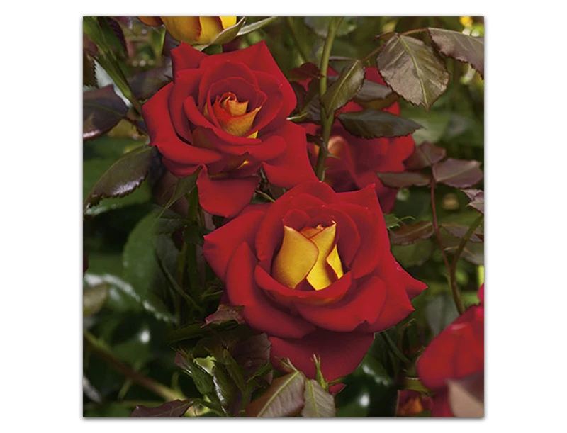 Ketchup & Mustard™ | Week's Roses