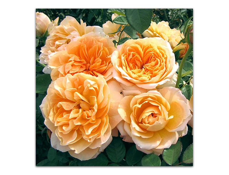 Forever Amber™ | Week's Roses