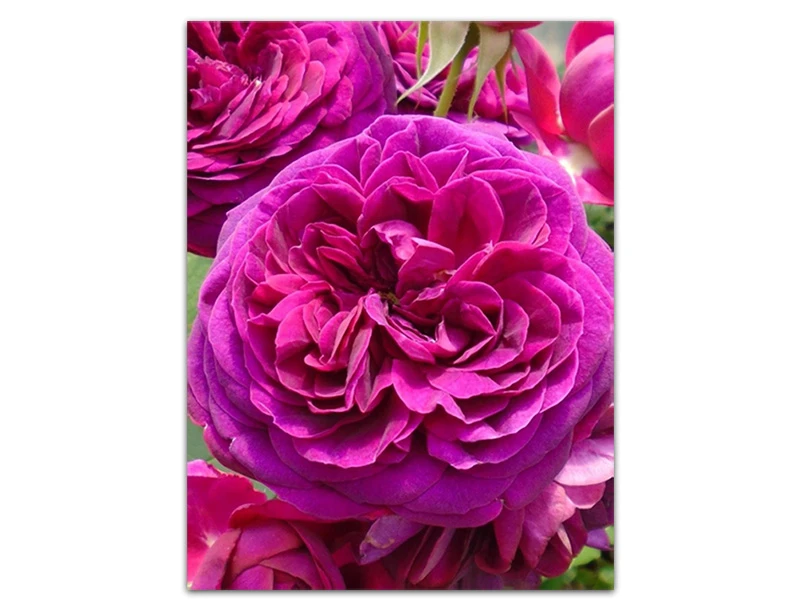 Celestial Night™  | Week's Roses