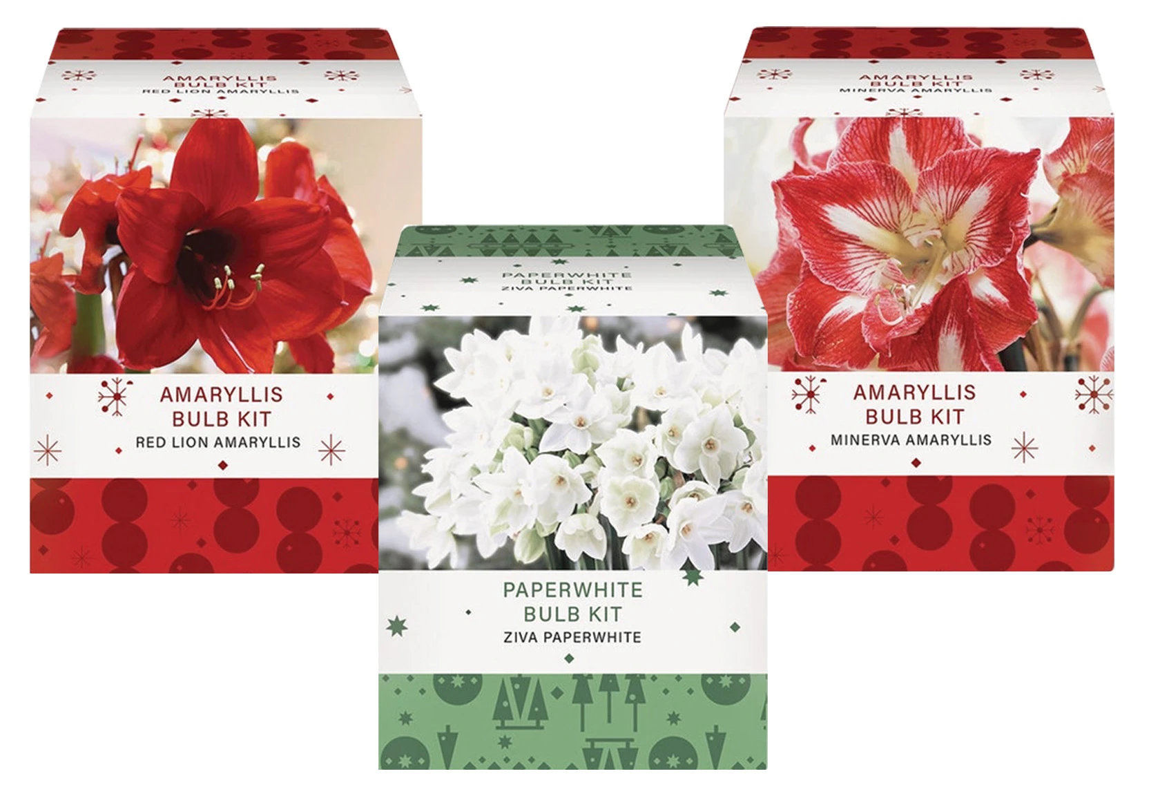 GSB Amaryllis Gift Box Flower Bulb