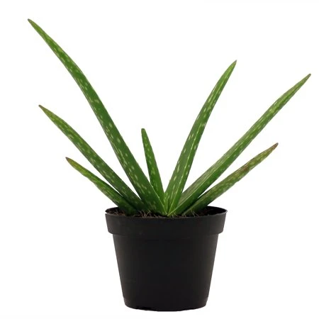 4" Aloe Vera