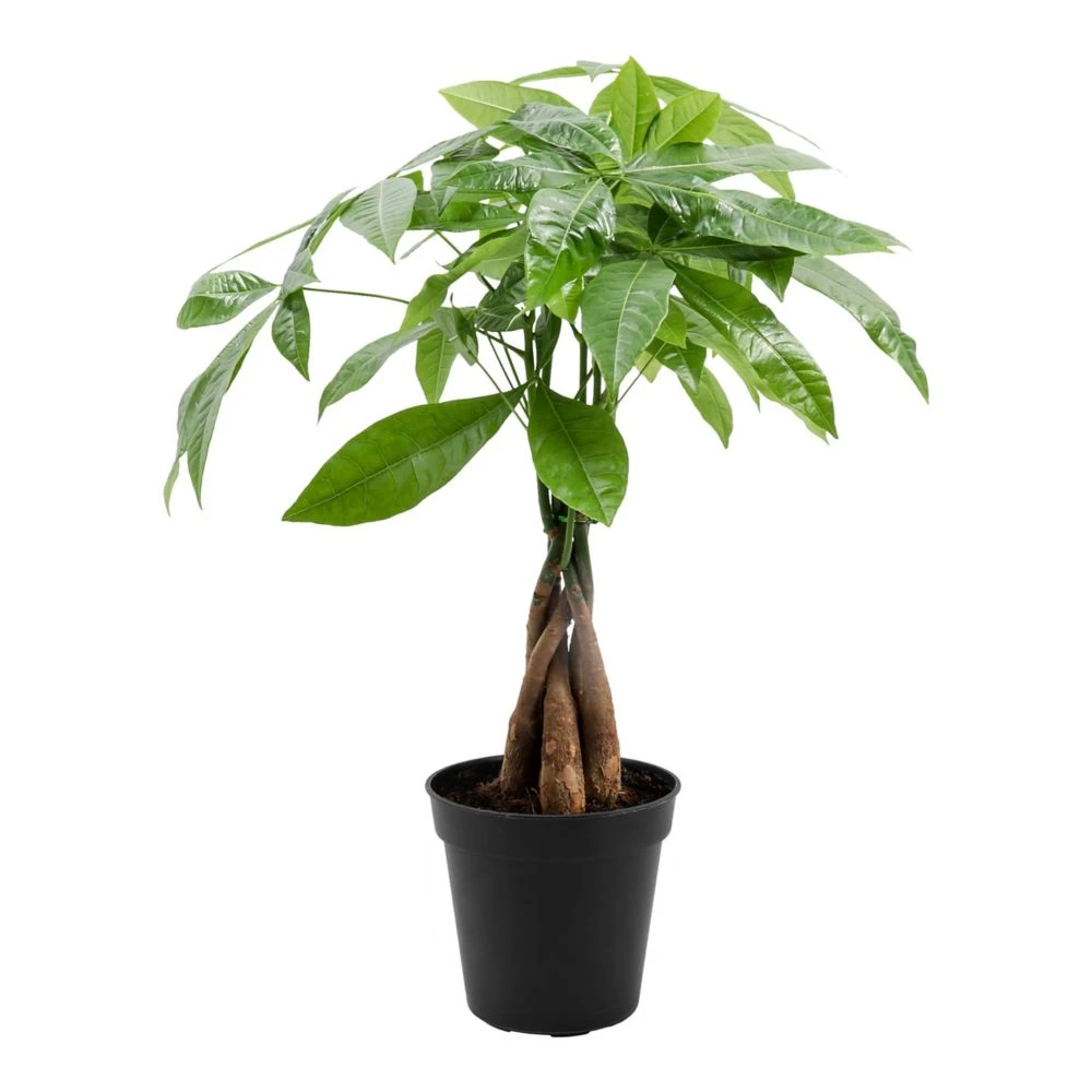 Money Tree Plant With Braided Trunk And Hand-shaped Leaves For Indoor Decor