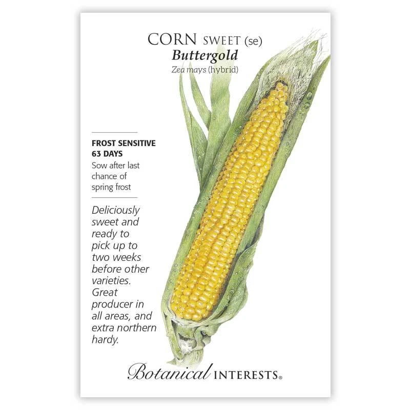 Corn Sweet Buttergold Seeds - Premium Yellow Variety For Home Gardens
