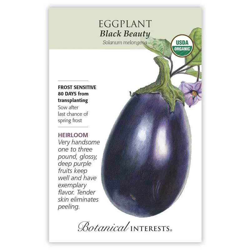 Eggplant Black Beauty Org