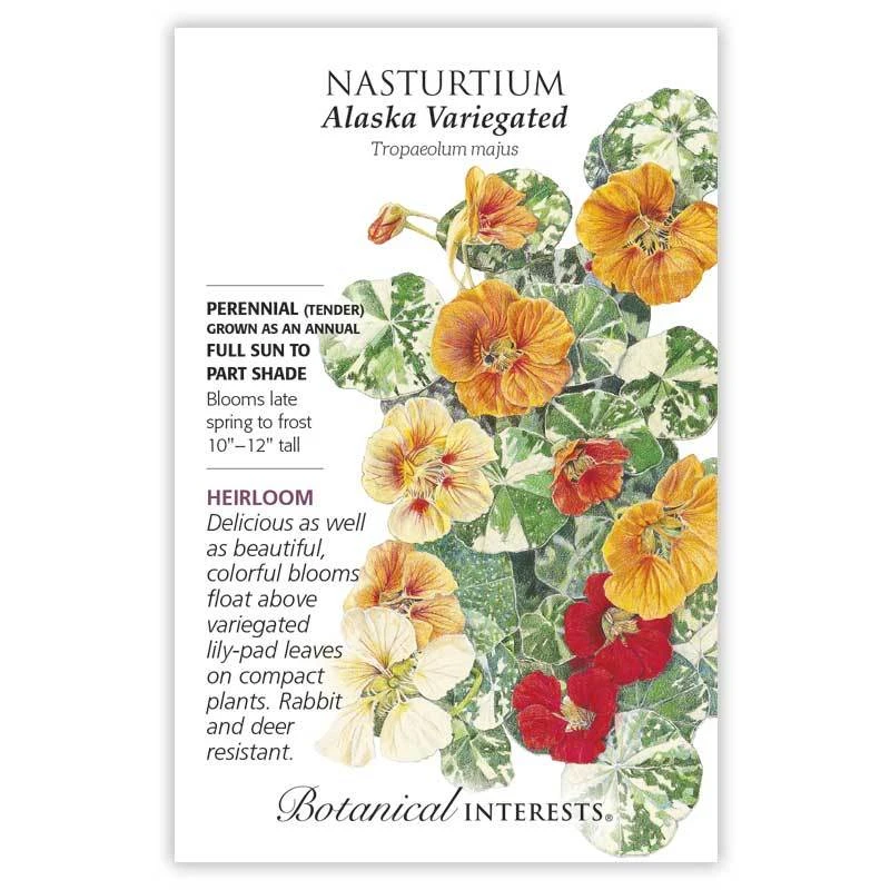 Nasturtium Alaska Variegated Seeds - Vibrant Colorful Blooms For Your Garden