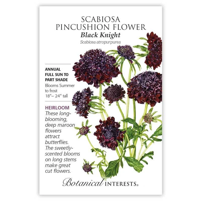 BOTAN SCABIOSA BLACK KNIGHT