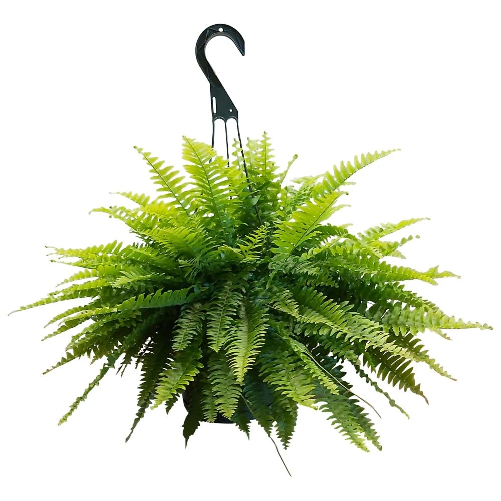 8" HB Boston Fern