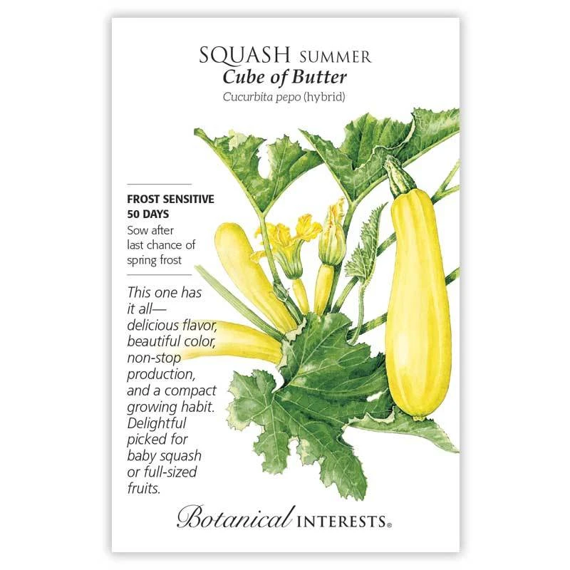 Squash Summer Cube Butter hybrid