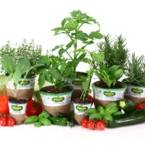 Bonnie 5-in Premium Plant (Assorted Vegetables & Herbs) 