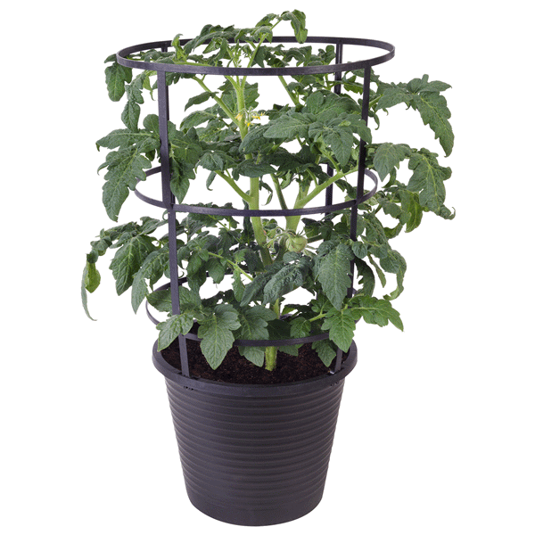 ASSORTED 11" TOMATO PLANT w/CAGE (2.5gal)