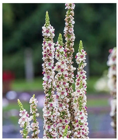 BURPEE Verbascum Snowy Spires