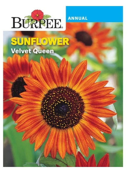BURPEE SUNFLOWER PACKET