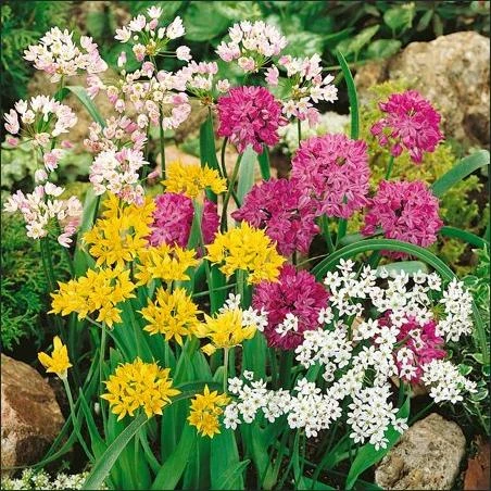 Small Flowering Allium Mix - 30 Bulbs - A Rainbow of Color - 5/6 cm Bulbs