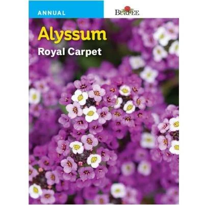 Alyssum Royal Carpet
